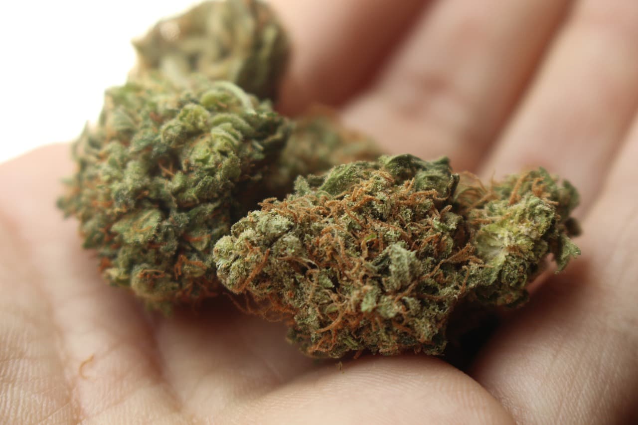 Strains aus aller Welt – Weed Samen kaufen und Vielfalt erleben