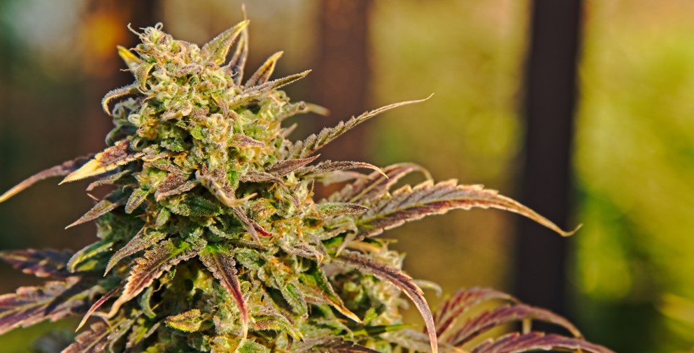 CBD Blüten kaufen – Einfach gute Blüten ohne teure Werbung