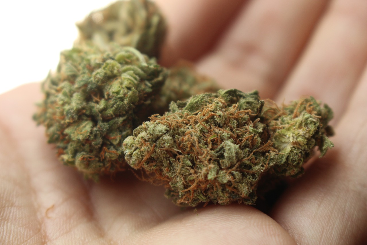 Strains aus aller Welt – Weed Samen kaufen und Vielfalt erleben